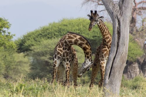 Мужские игры