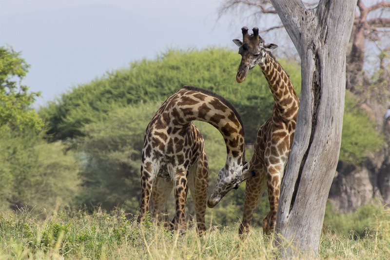 tarangire, tanzania Мужские игры фото превью