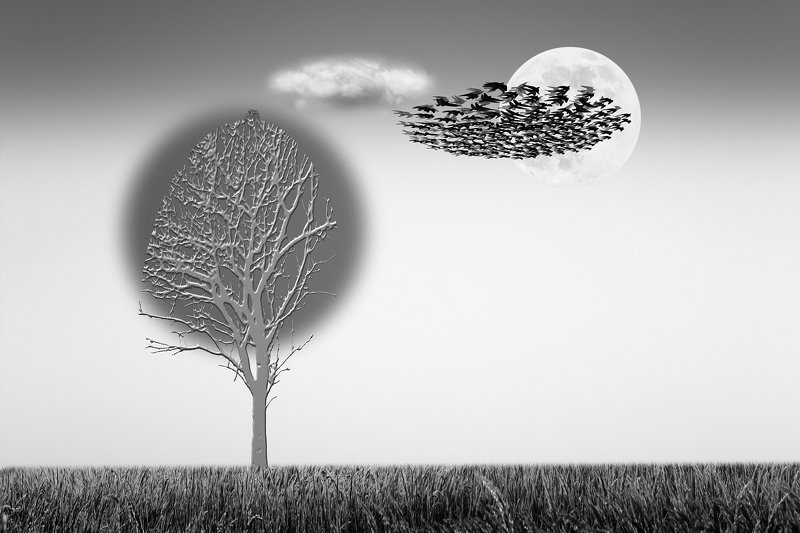 art, b&w, collage, composing, concept, conceptual,  digital, digital-art, editing, photography, photo-collage, surreal, surrealism, Physique de la Poésie #2 фото превью