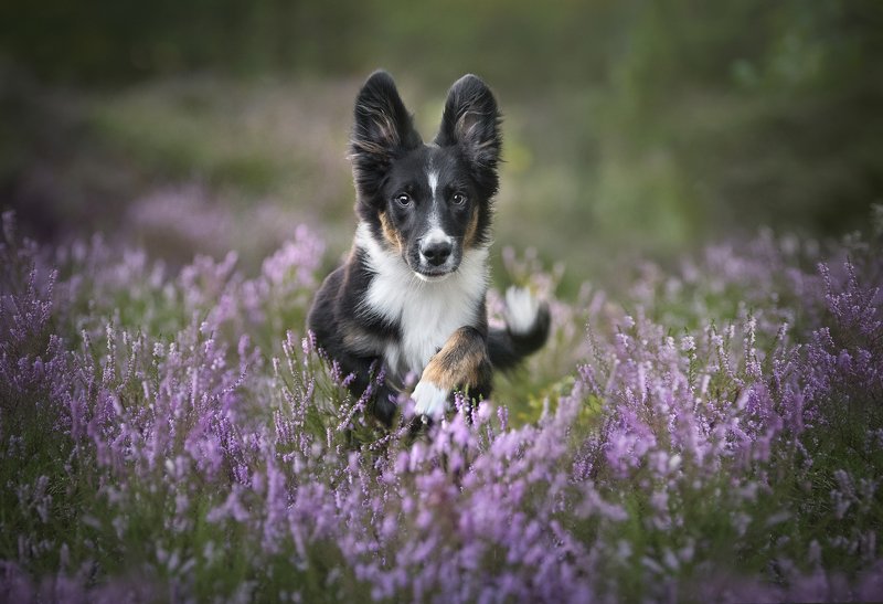 Australian shepherd, heather bush   Tuli фото превью