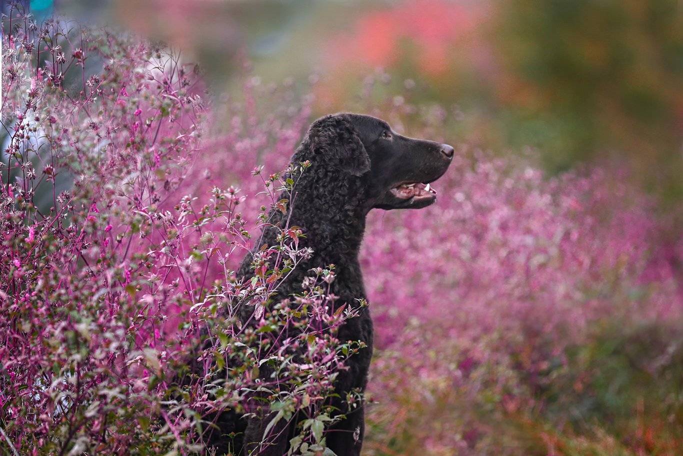 , Андрей Ершов