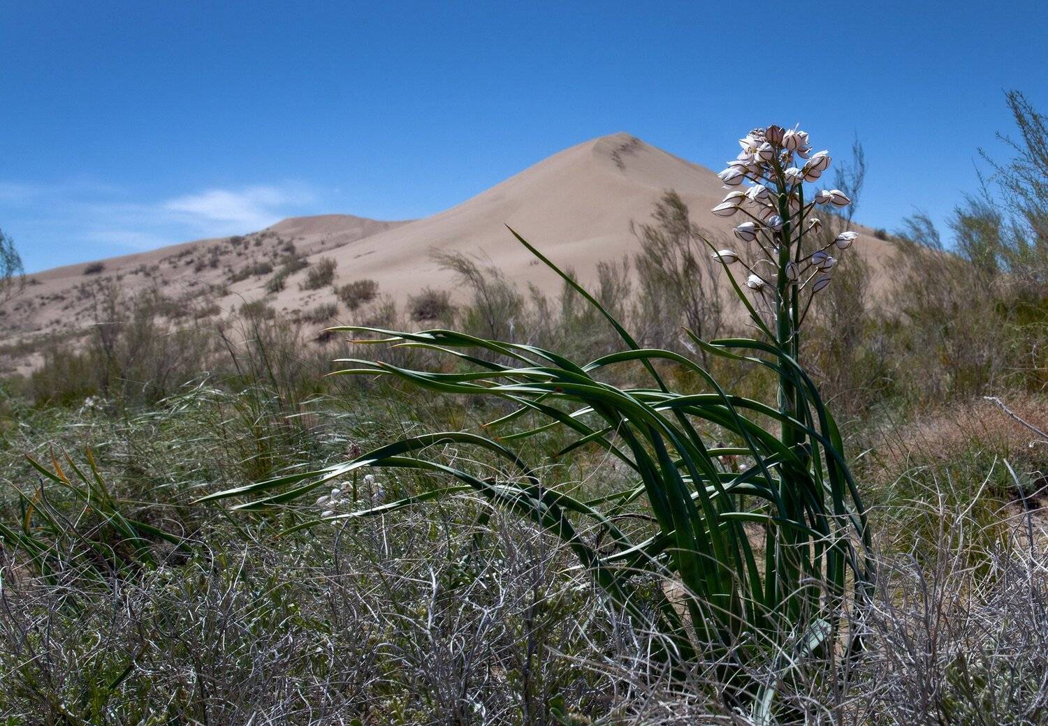 пейзаж,бархан,песок,гора,желтый,цветок, Тамара Андреева