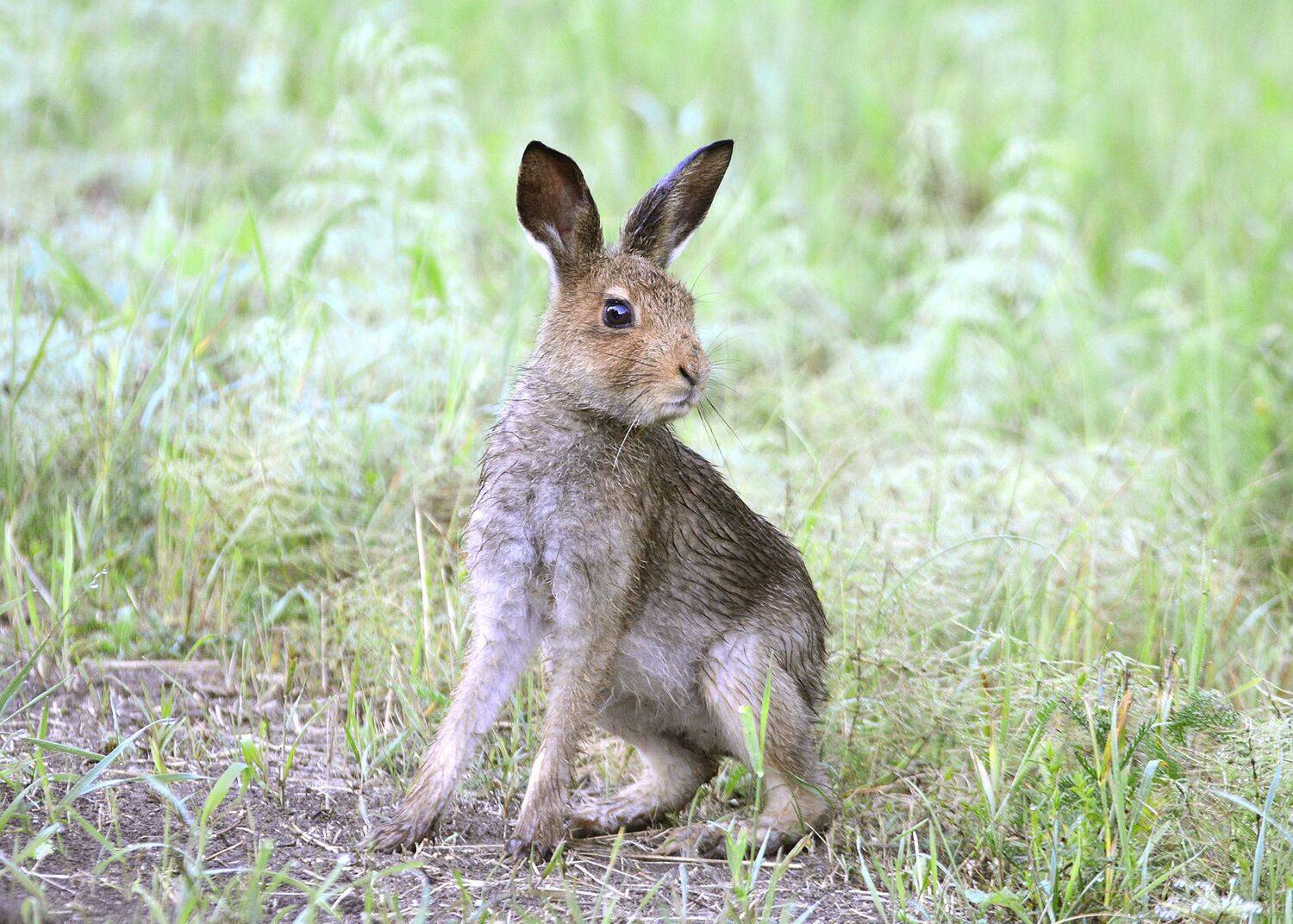 , Михаил Белоусов