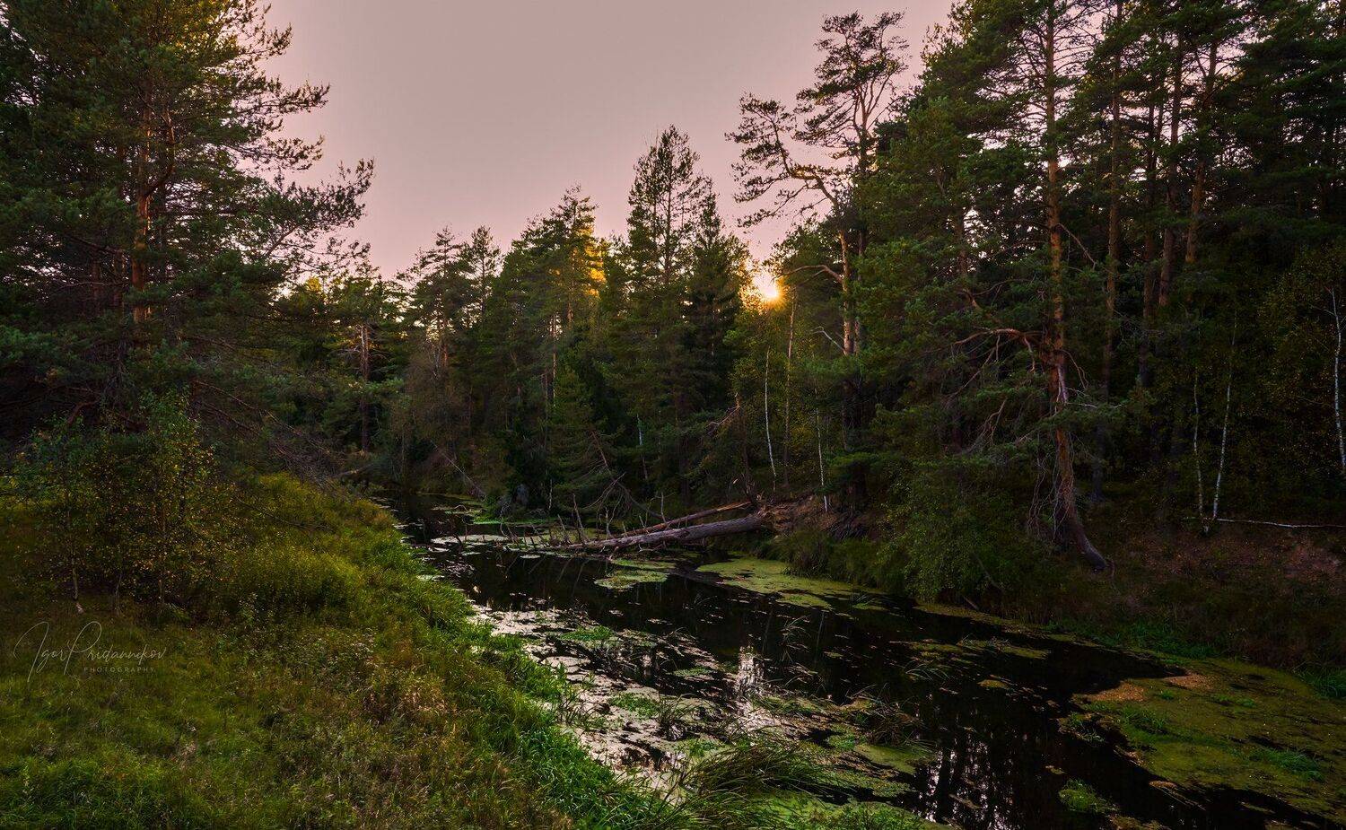 , Игорь Приданников