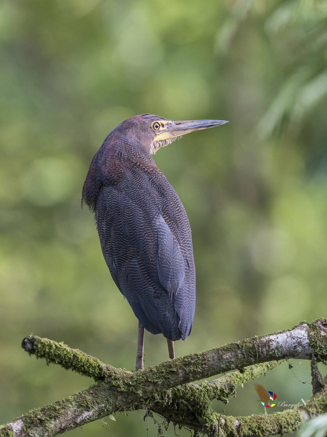 , Fernando Burgalin Sequeira