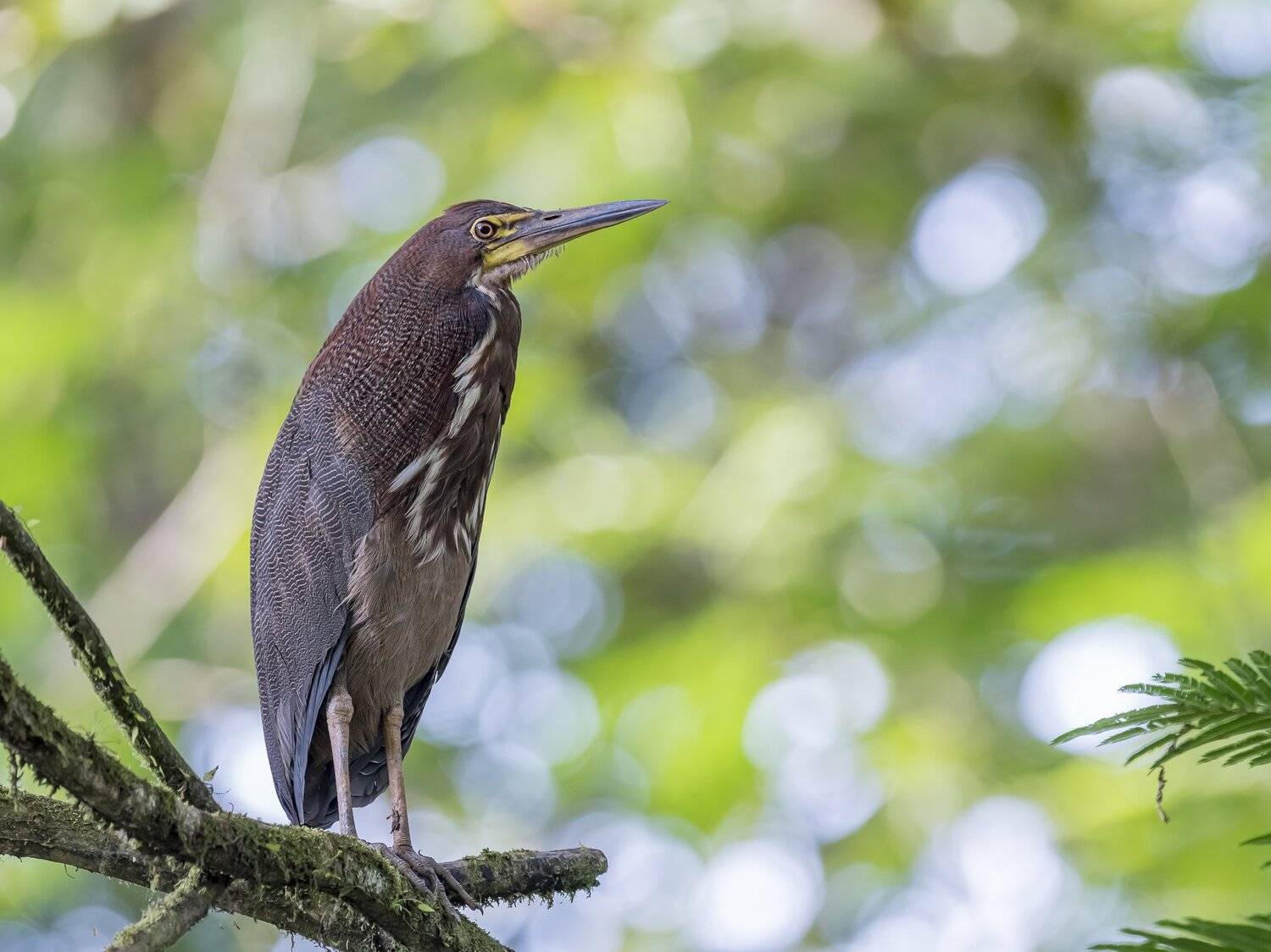 , Fernando Burgalin Sequeira