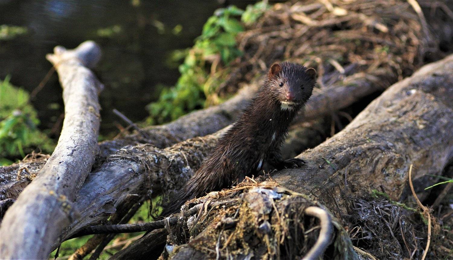 зверь,лапы,ветки,вода,мусор, Юрий Котов