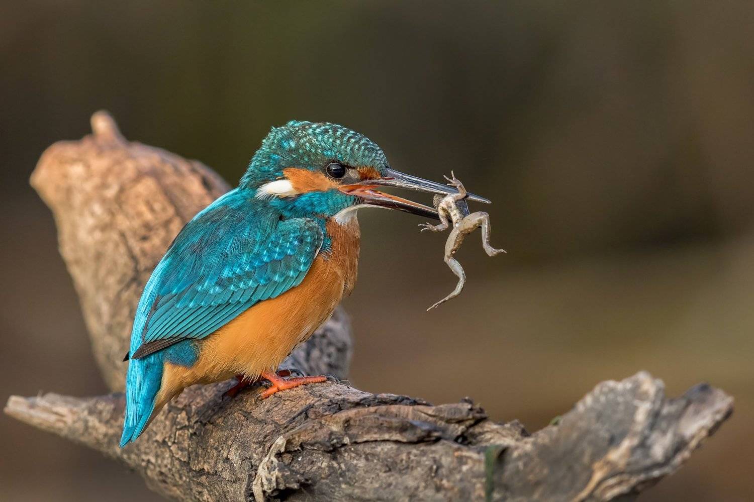 ПётрРогов,фотограф,орнитология,Израиль,фотоохота,canon5dmarkiii,canon600mmf4,birds,ornitology,nature,Israel,дикаяприрода,kingfisher,wildnature,Иерусалим,Jerusalem,wildnaturephotography,обыкновенныйзимородок,зимородок, Пётр Рогов