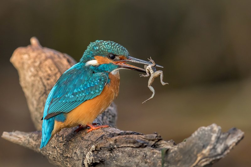 ПётрРогов,фотограф,орнитология,Израиль,фотоохота,canon5dmarkiii,canon600mmf4,birds,ornitology,nature,Israel,дикаяприрода,kingfisher,wildnature,Иерусалим,Jerusalem,wildnaturephotography,обыкновенныйзимородок,зимородок Обыкновенный зимородок с добычей  фото превью