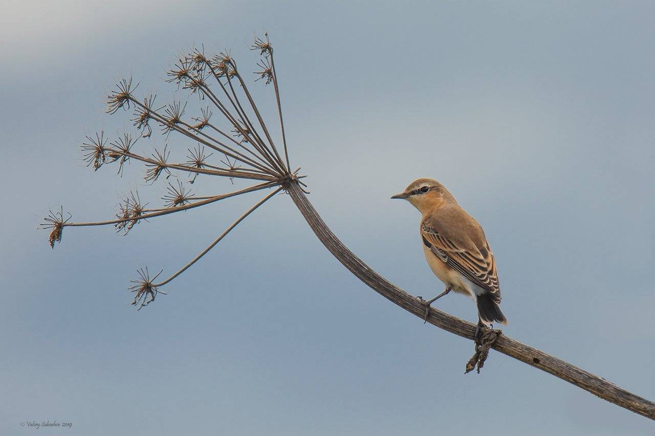 , Валерий Субачев