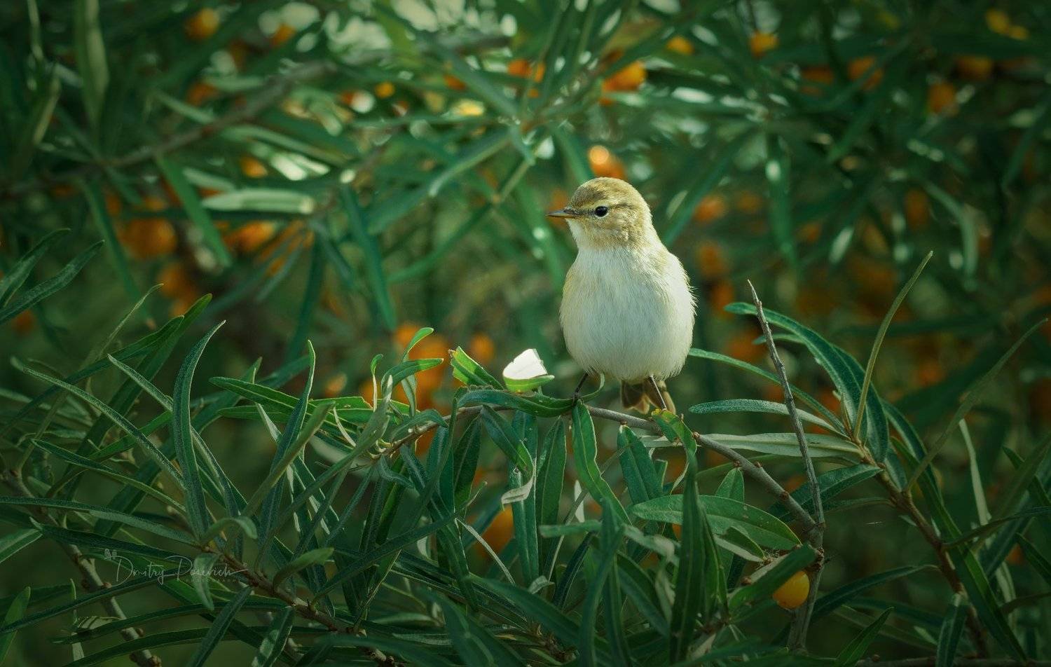 природа, лес, животные, птицы, Дмитрий Посевич