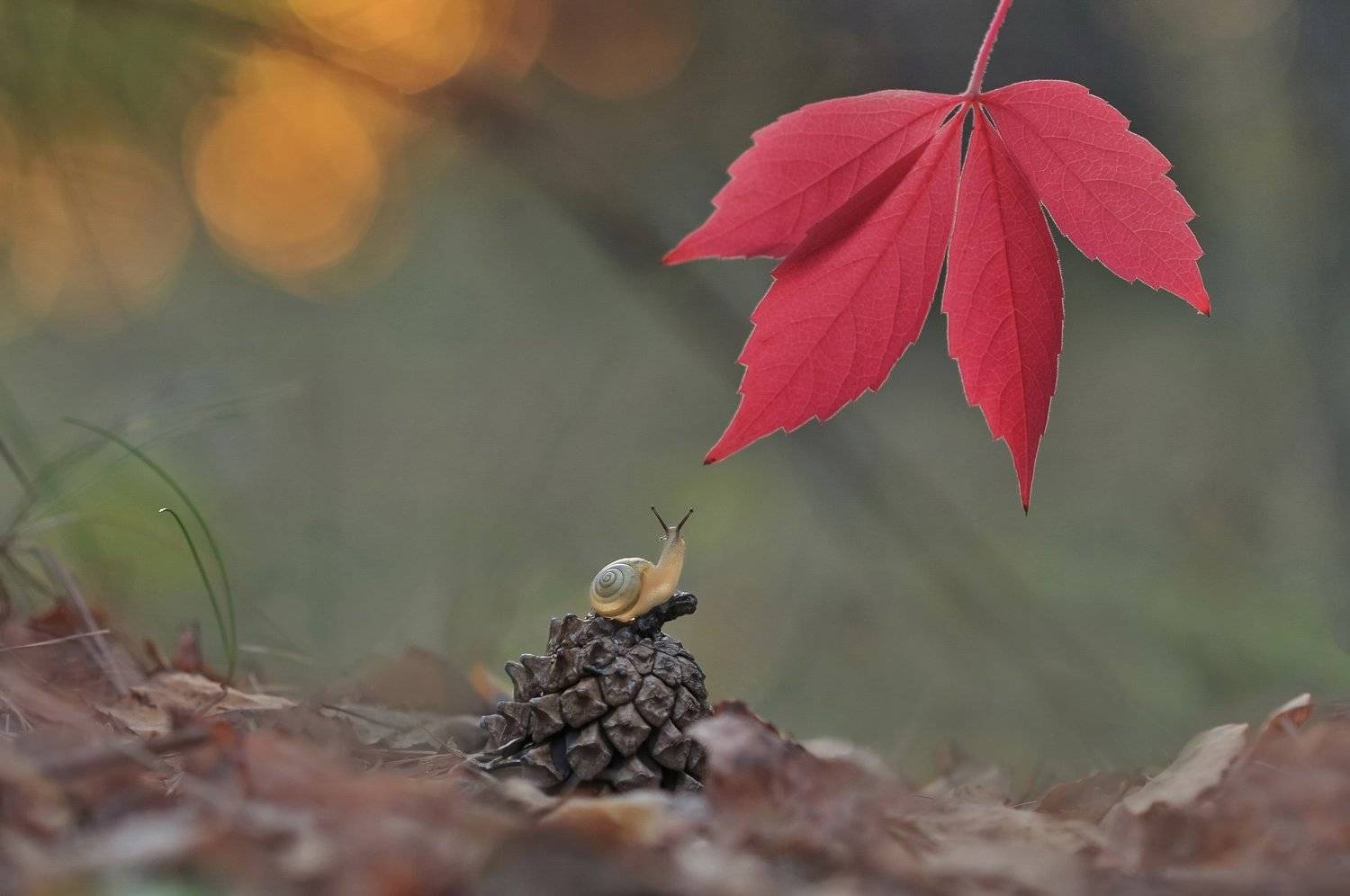 улитка, закат, осень, Александр Гвоздь