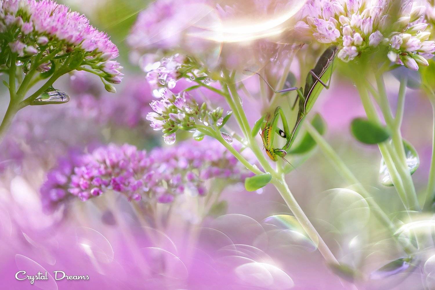 , Татьяна Крылова