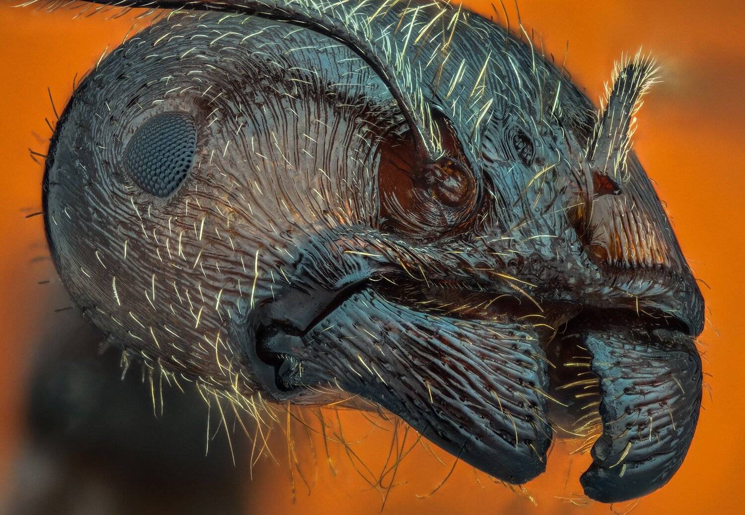 ceclii, macro, extrememacro, nikon d3400, semiplan 6.3, Tsvetan Ganev