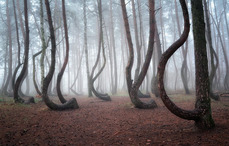 the crooked forest mist foggy trees poland dranikowski magic wood The Crooked Forest фото превью
