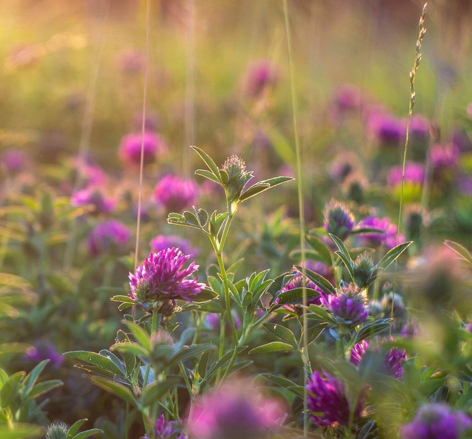 лето, клевер, Руслан Востриков