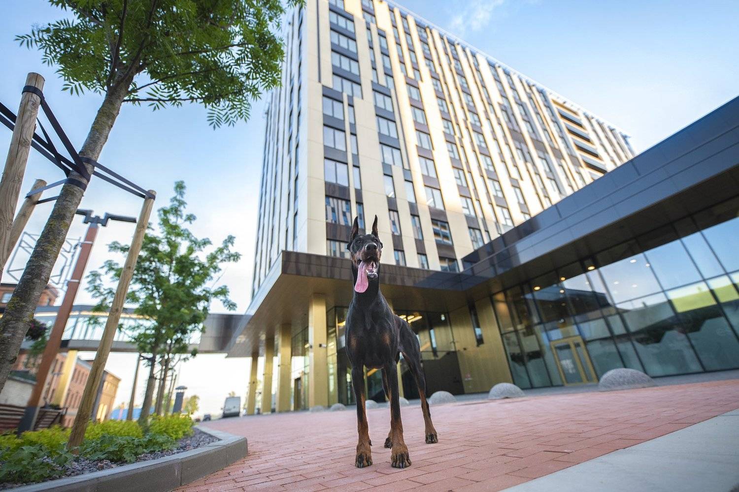 doberman, dog, Karina Saarestik