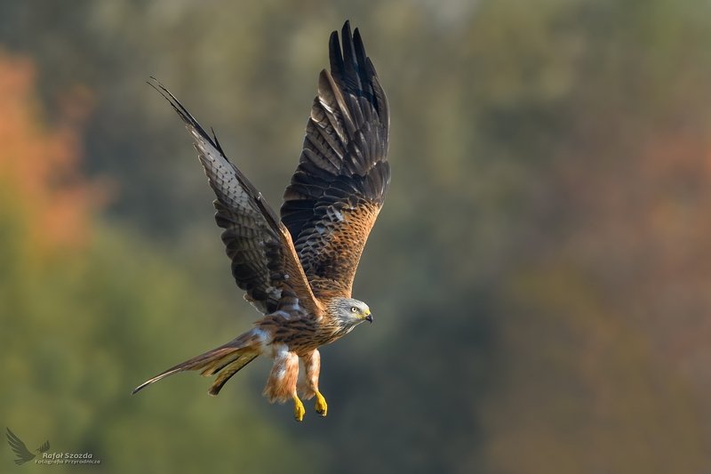 Kania Ruda, Red Kite (Milvus milvus) ... фото превью
