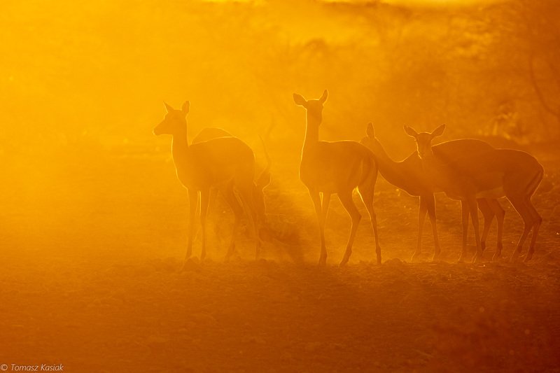 Springbok фото превью