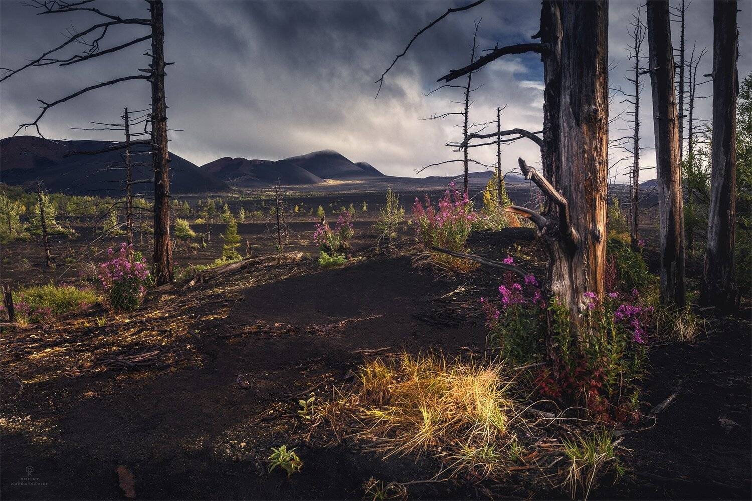 , Дмитрий Купрацевич