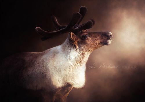 Reindeer