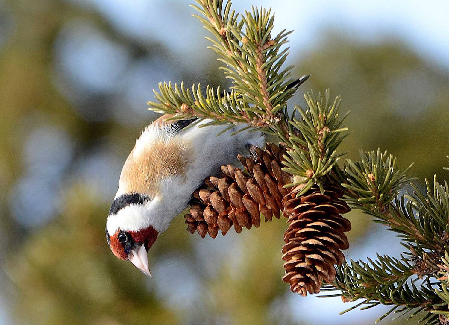 , Михаил Белоусов