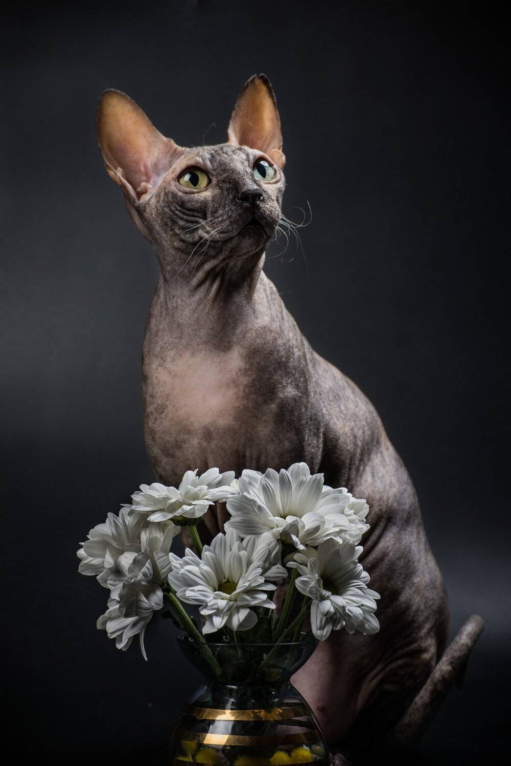 , Вячеслав Владимирович