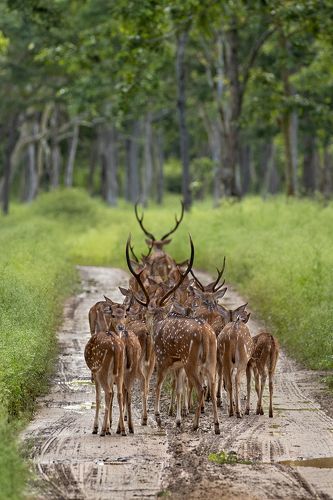 Wild About WildLife 