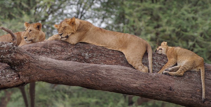 tarangire,  tanzania Обеденный перерыв льва фото превью