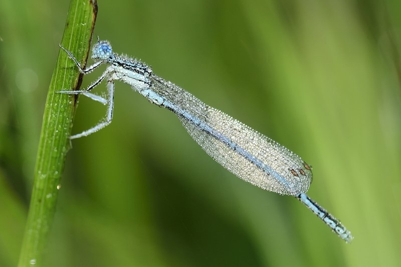 Zygoptera фото превью
