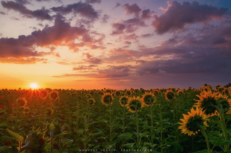 #landscape, #nature, #scenery, #forest, #wood, #autumn, #mist, #misty, #fog, #foggy, #river, #waterfall, #longexposure, #mountain, #vitosha, #bulgari, #aтуман, #лес, #oсень  фото превью