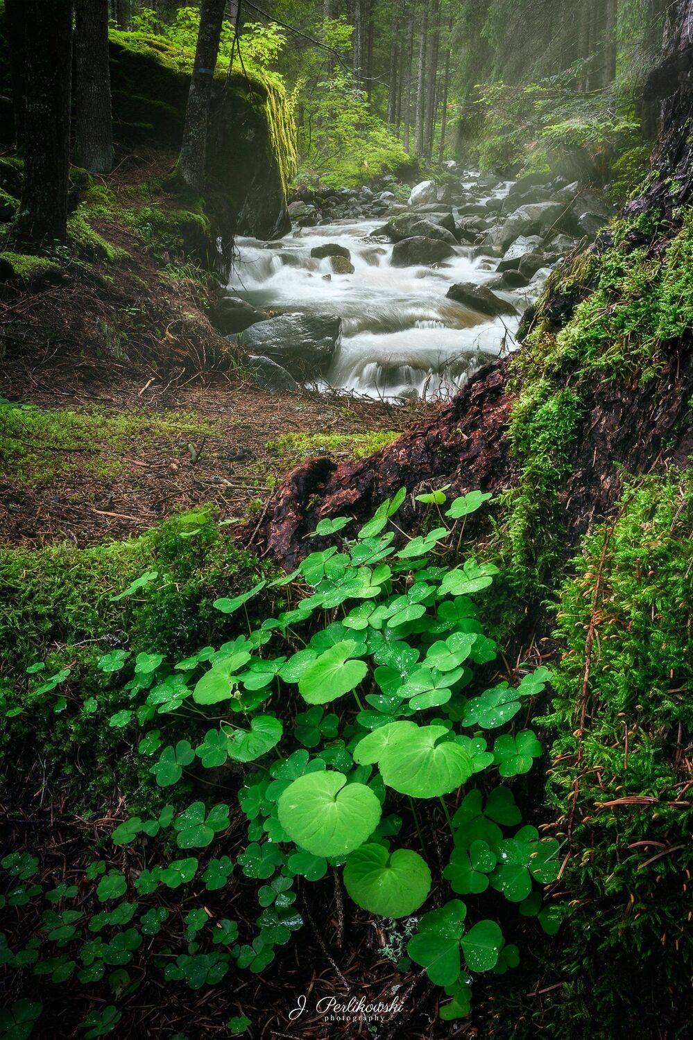 forest, summer, nature,, Jakub Perlikowski
