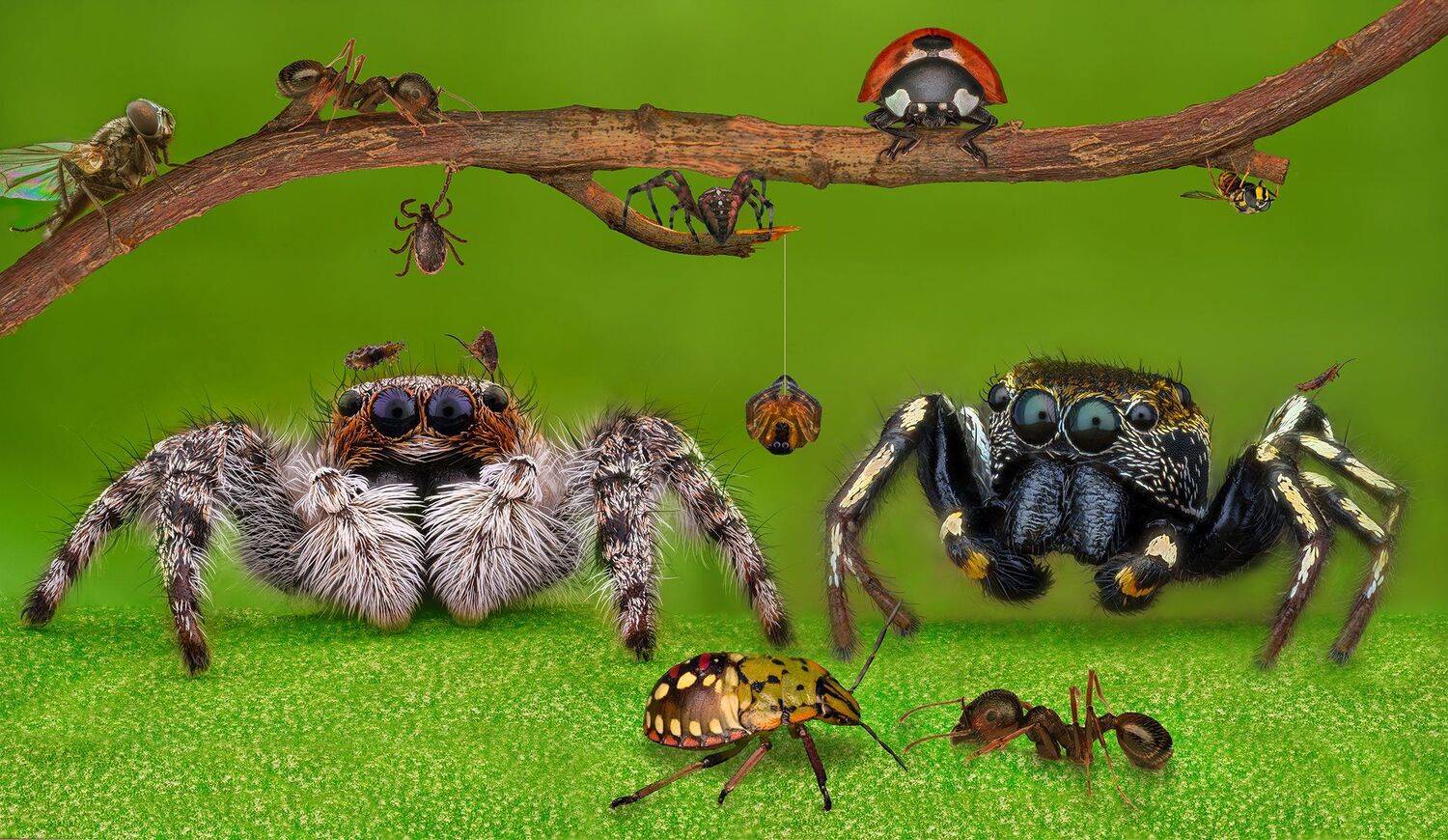 ceclii, macro, extrememacro, nikon d3400, semiplan 6.3, Tsvetan Ganev