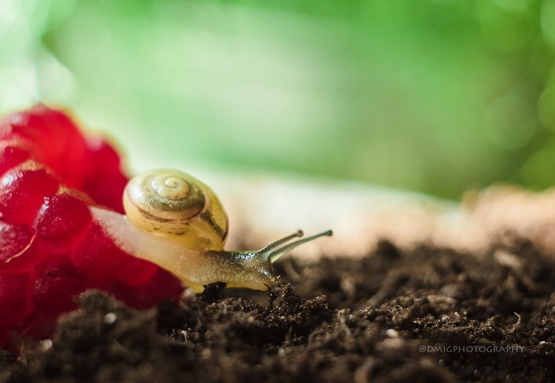 макро, природа, растение, улитка, лето, макромир, макрофотография, гелиос44_2, lovemacro, малина,  ягода,  В добрый путь фото превью
