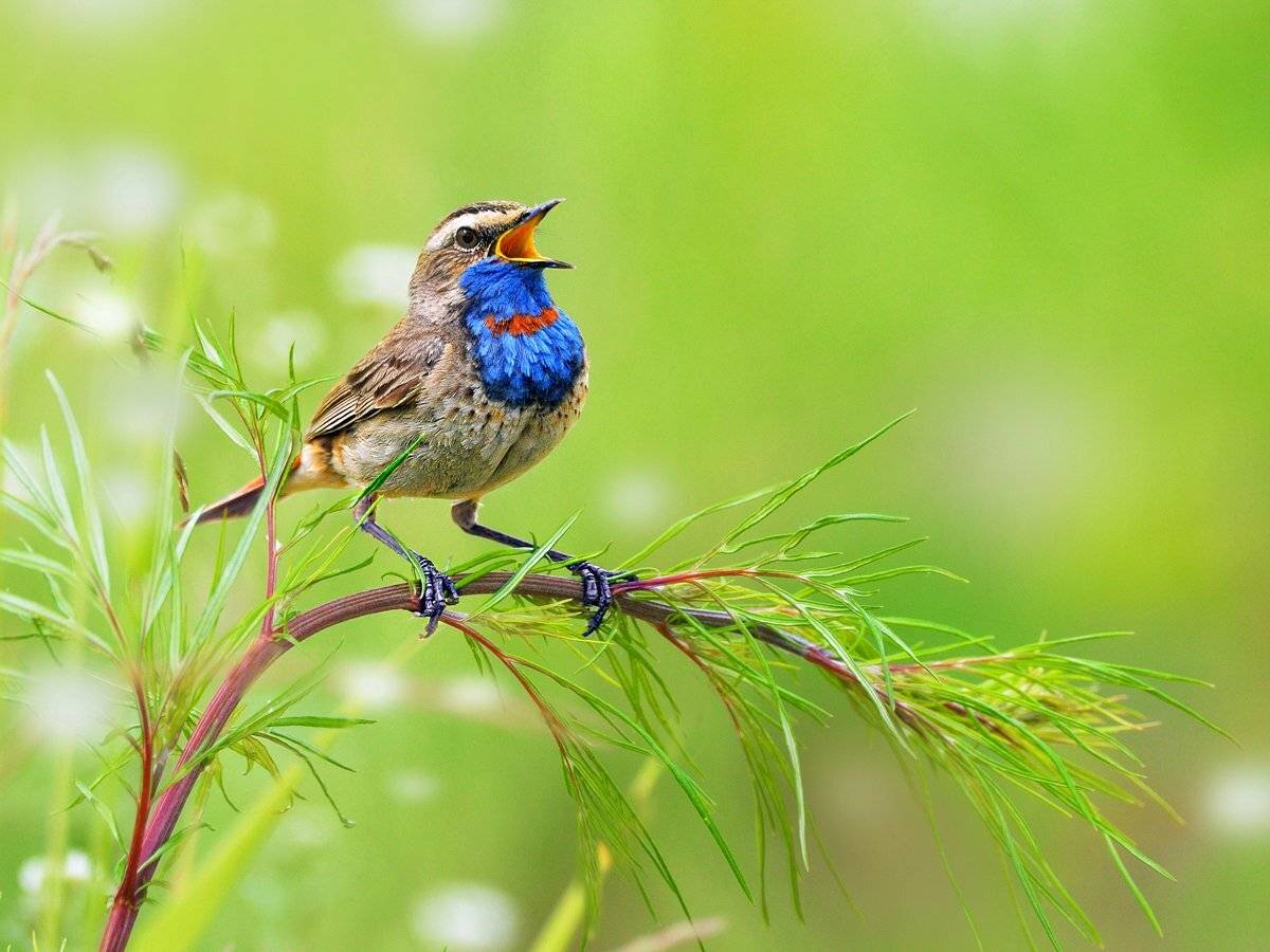 природа, фотоохота, варакушка, птицы, животные, цветы, лето, vladilenoff