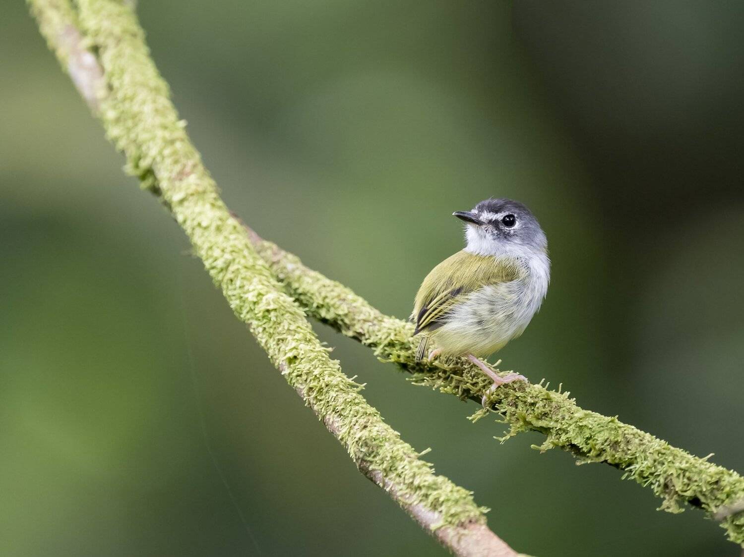 , Fernando Burgalin Sequeira