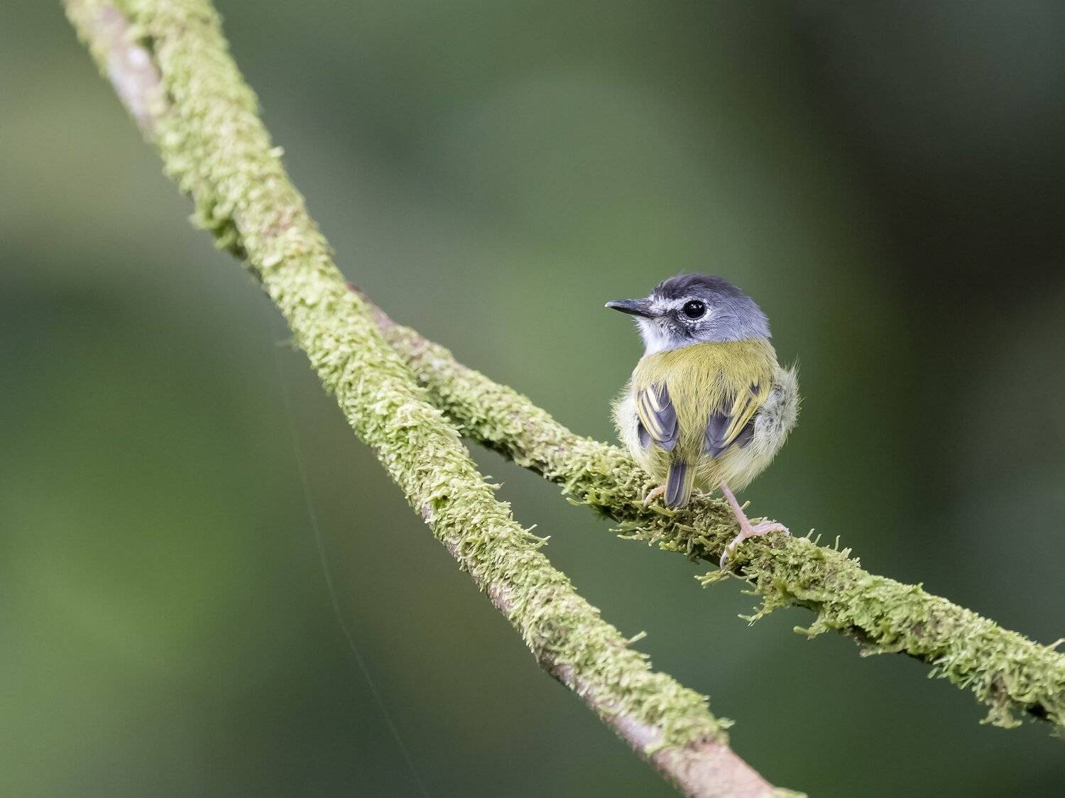 , Fernando Burgalin Sequeira