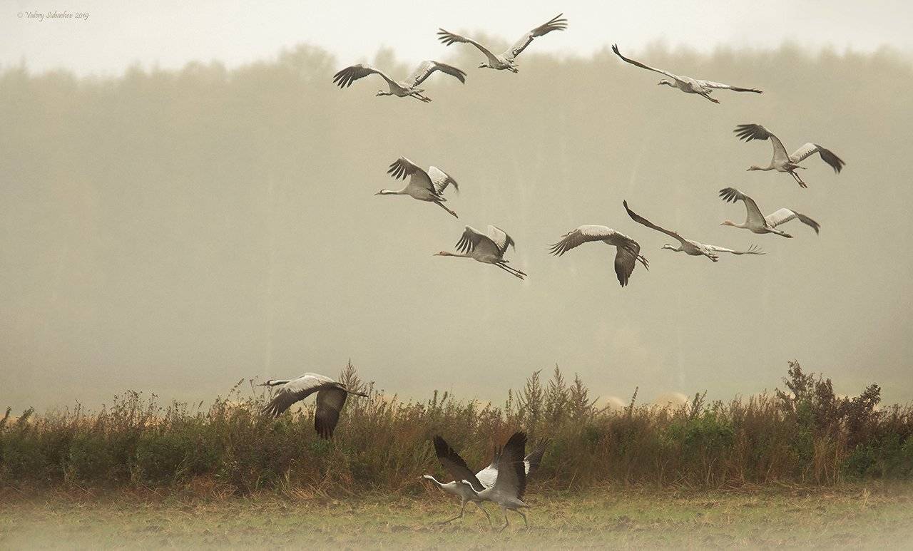 , Валерий Субачев