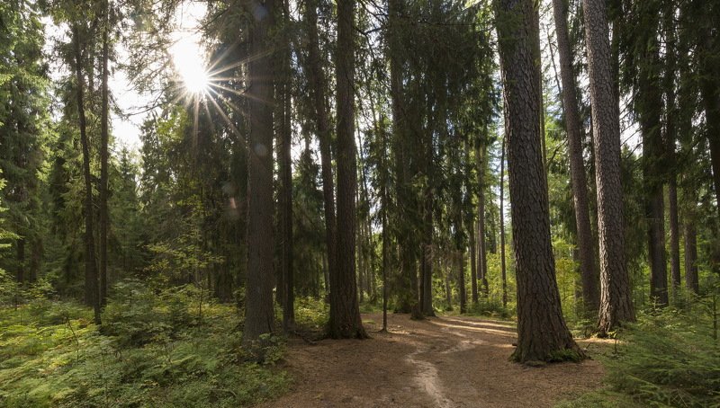 Лидуловская лиственничная роща фото превью
