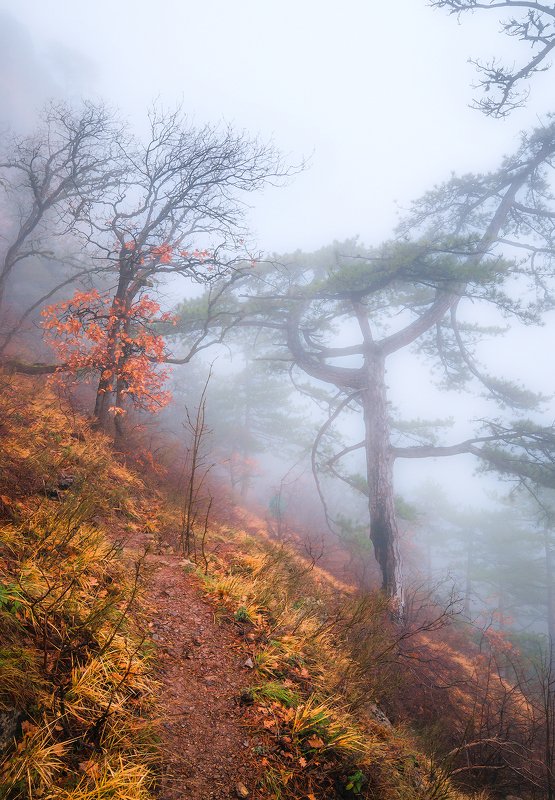 Уходящим в туман... фото превью