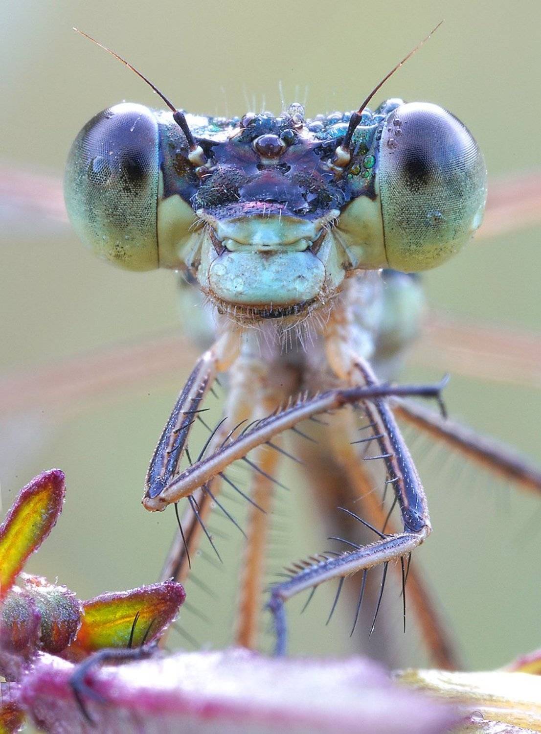 , Кузнецов Дмитрий