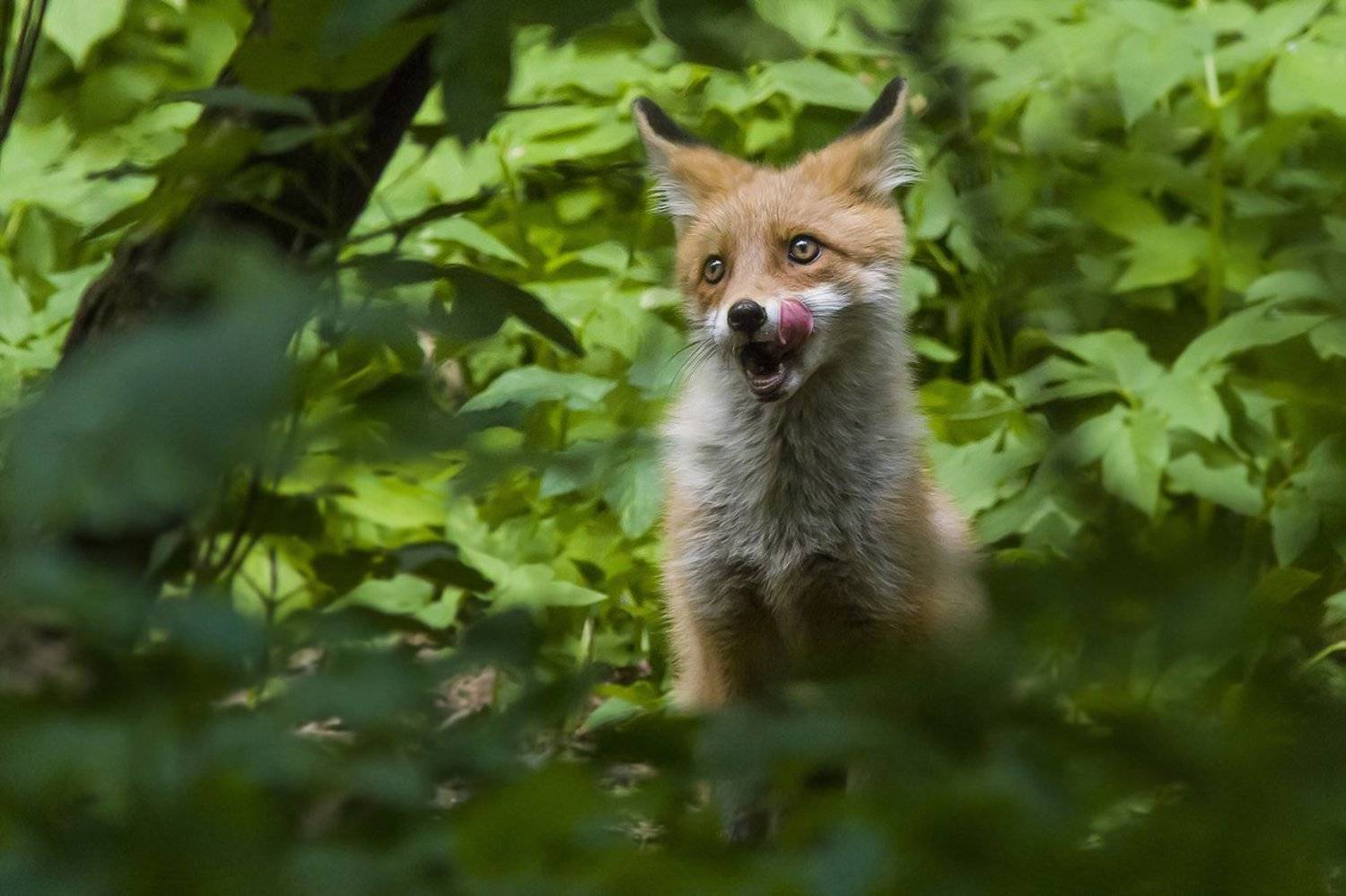 лисёнок, лес, нора, Наталия Сытина