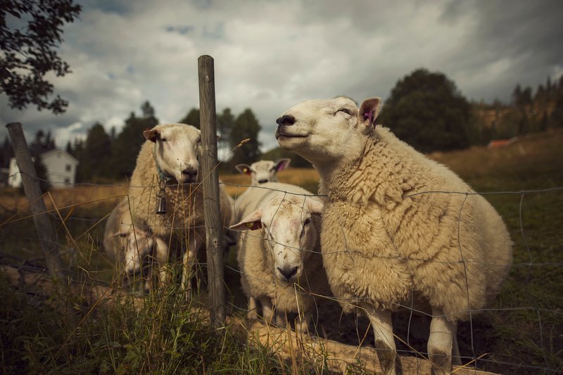 природа, животные, норвегия, овечки Овечки фото превью