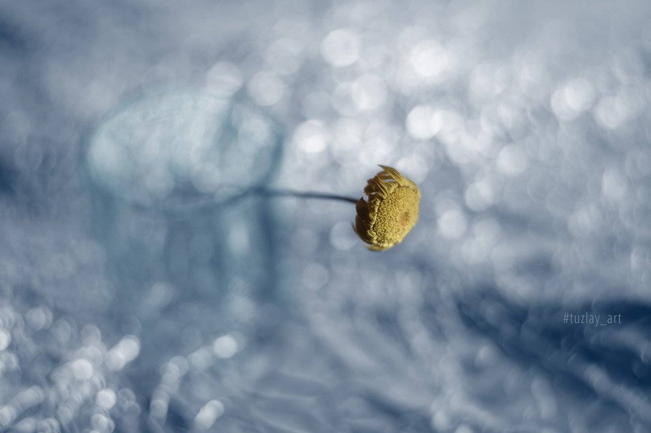 боке, гелиос 44, желтый цветок, Владимир Тузлай