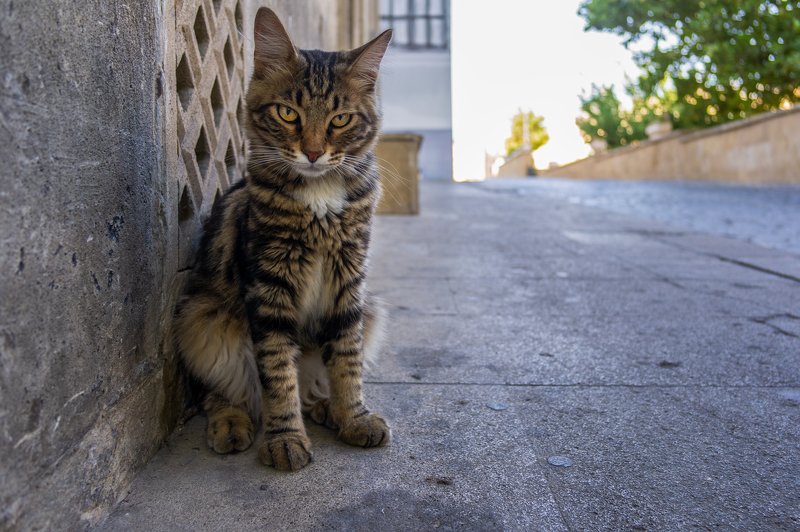 Что тебе надо, человек? фото превью