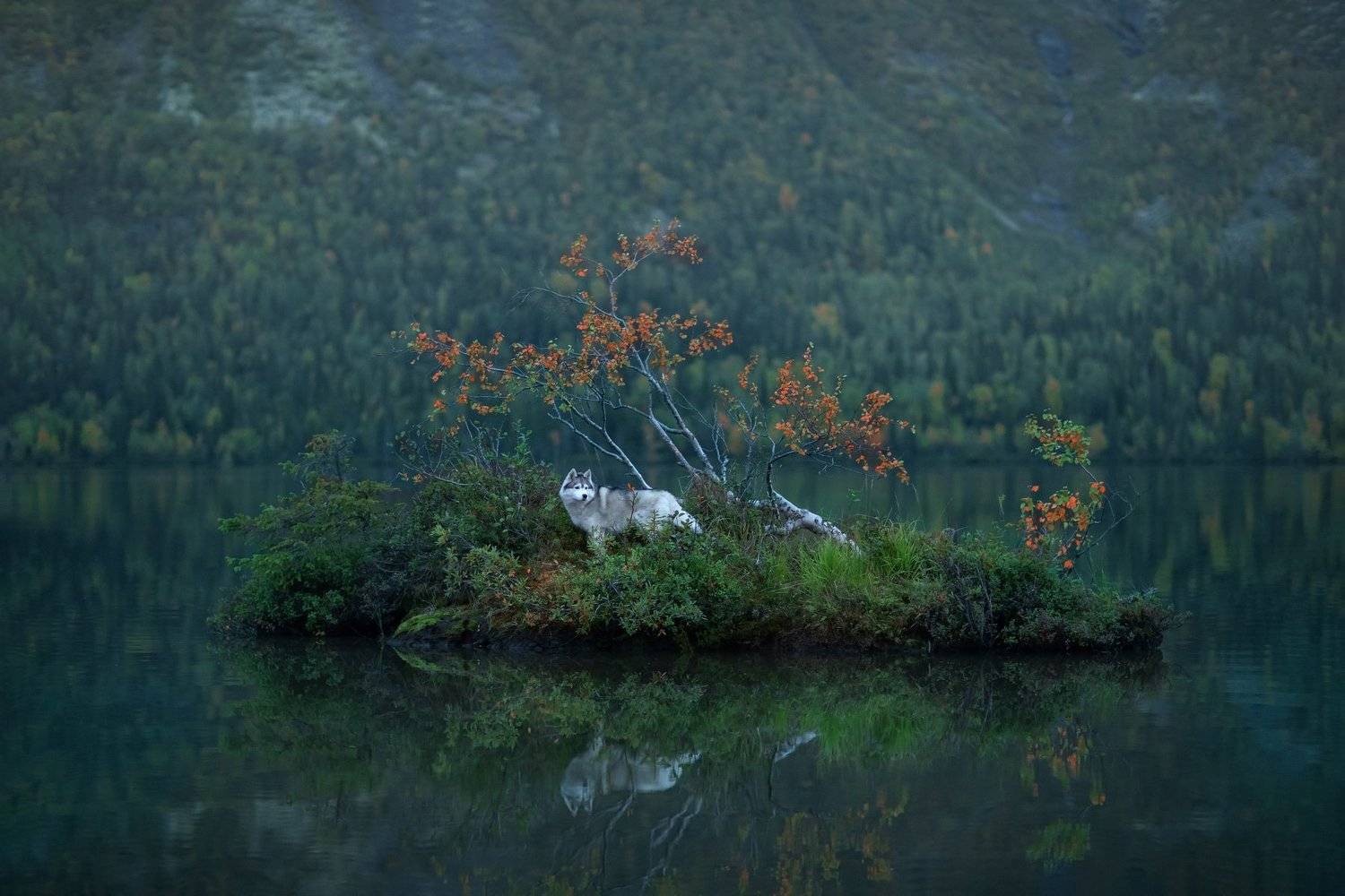 , Светлана Писарева