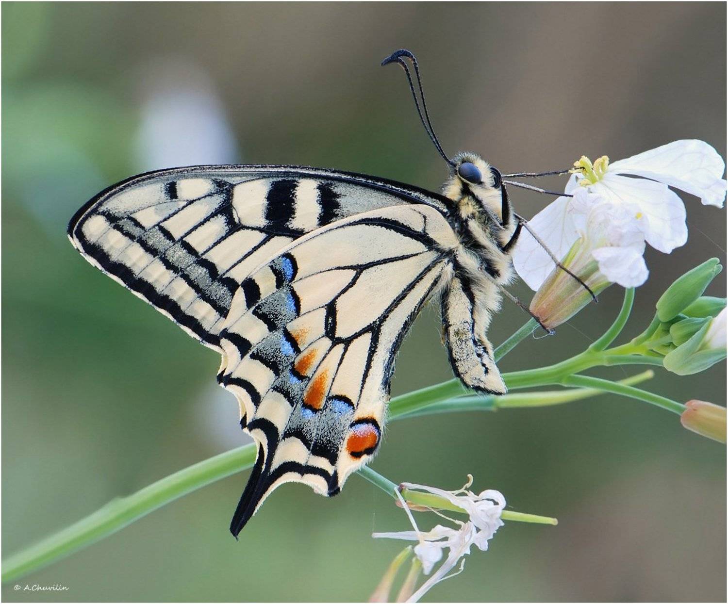 бабочка,махаон,линии,графичность, Александр Чувилин