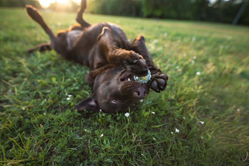 Labrador retriever, dog  Lotta фото превью