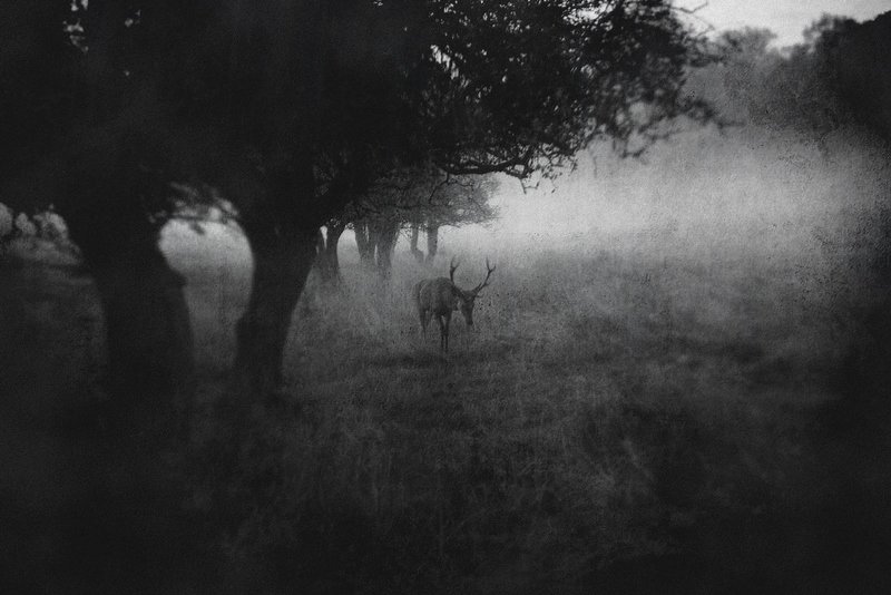 The Dark Side of the Woods фото превью