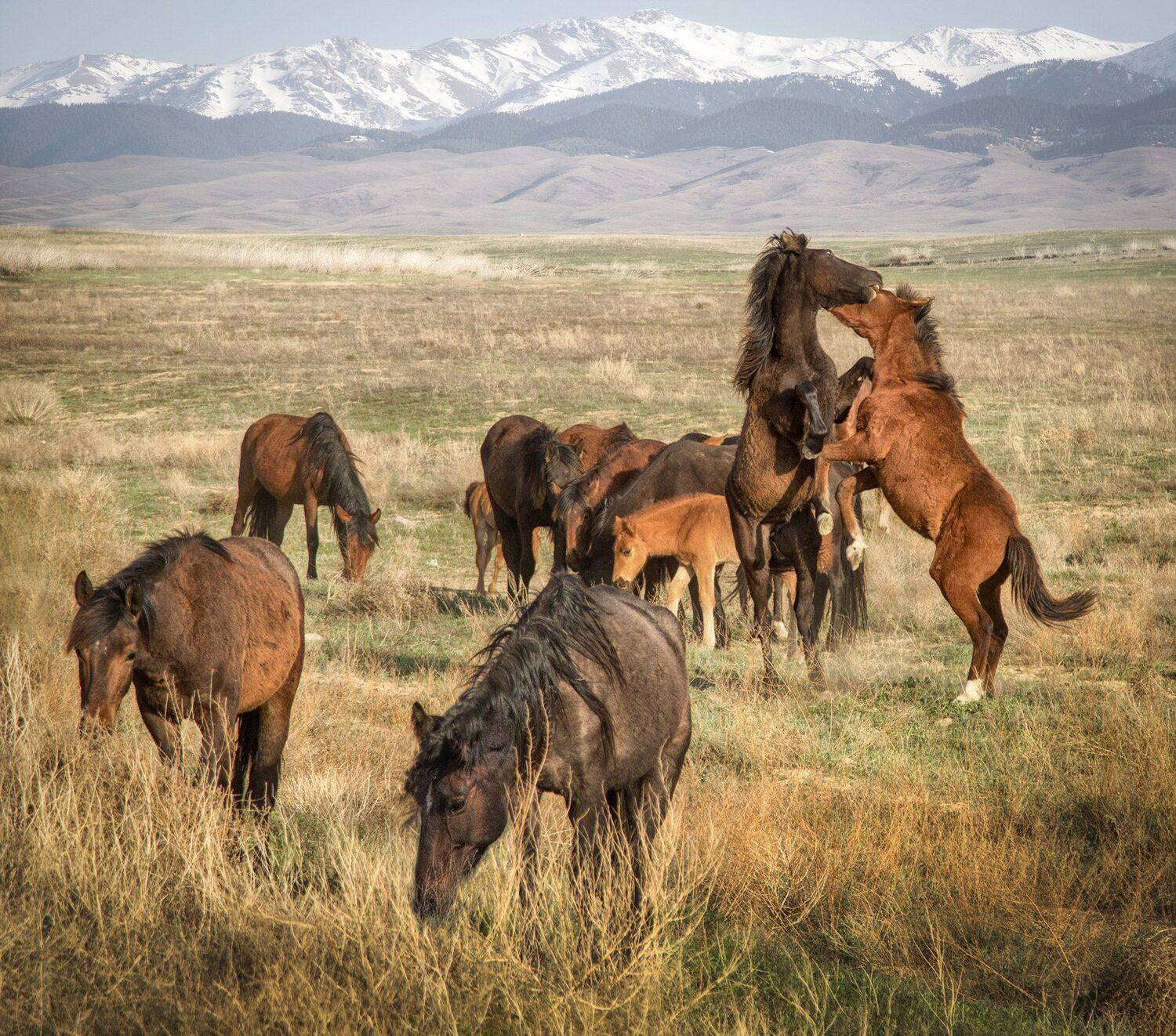 степь,горы,лошади,казахстан, Тамара Андреева